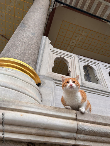Curious ginger cat looking down from historic balcony in Istanbul with ornate architecture