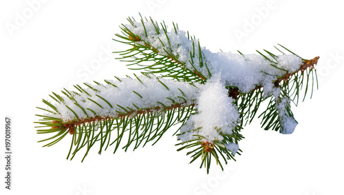 Frosted evergreen branch displaying fresh snow, showcasing winter s icy beauty