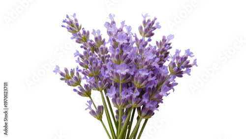 Fényképezés Dense purple lavender sprigs, displaying fragrant blooms and slender green stems