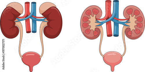 Human kidney anatomy illustration with urinary system organs, renal cross section, bladder and ureters, medical education diagram isolated on white background