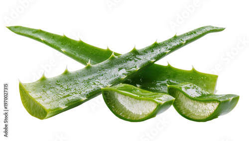 Fresh aloe vera leaves, displaying juicy gel and sharp spiky edges