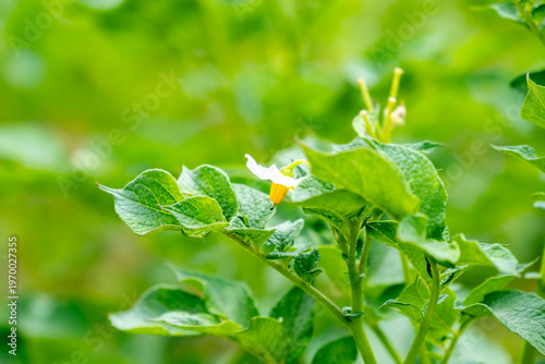 Young potato plant leaves growing in soil, fresh green tops potato crop, early stage agriculture, Organic farming and healthy crop cultivation, seasonal plant development, Natural growth, rural area