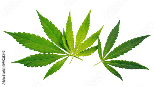 Vibrant green cannabis leaves displaying intricate vein patterns, overlapping gently