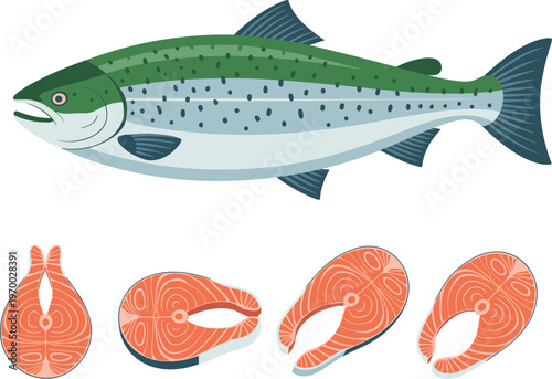 Salmon fish vector illustration, fresh seafood fillet set, whole fish and sliced steaks, healthy protein food design isolated background