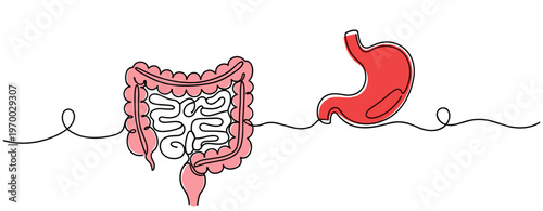 Stomach and intestines shown on continuous line medical illustration