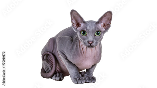Quadro su tela Grey Sphynx cat sitting attentively, displaying wrinkled skin and large ears