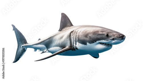 Εκτύπωση καμβά Large great white shark swimming, displaying powerful jaws and dorsal fin
