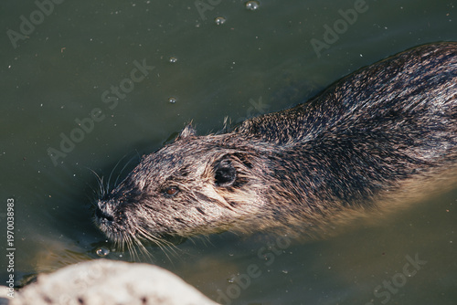 Coypu swimming in green water close up wildlife animal detail natural habitat
