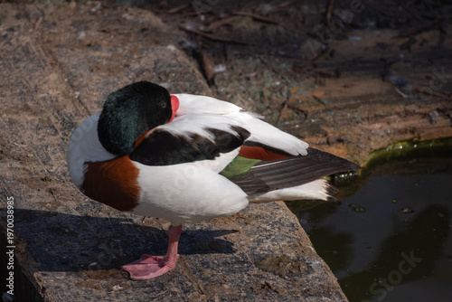 Common shelduck resting on riverbank in spring sunlight natural wildlife scene