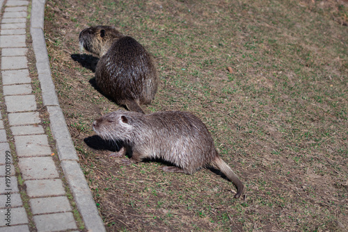 Coypu pair on riverbank near walkway urban wildlife animal behavior