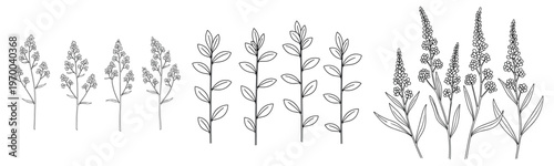 Botanical illustration of various lavender plant stems with detailed leaves and flowers