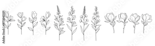 Line art of floral stems with various bloom shapes and leaves in black and white