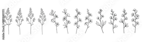 Botanical line art of various delicate flower stems on white background