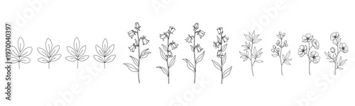 Evolution of floral growth illustrated in botanical line art progression