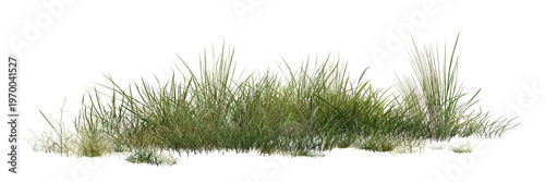Foto grass isolated on white background/panoramic view of a fresh green grass clump, perfectly isolated for landscape design, garden rendering, and architectural foreground elements