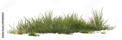 Obraz grass isolated on white background/panoramic view of a fresh green grass clump, perfectly isolated for landscape design, garden rendering, and architectural foreground elements.
