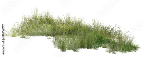 Quadro em tela grass isolated on white/Sharp and detailed wild grass bush isolated on white, natural greenery element for graphic composition and outdoor scenes