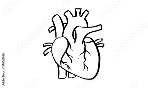 Human heart icon