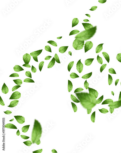 illustration  numerous fresh green mint leaves flying and scattering in a swirling wind-blown motion The composition features leaves of various sizes and perspectives with some rendered  