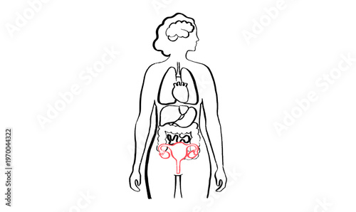 Female reproductive system