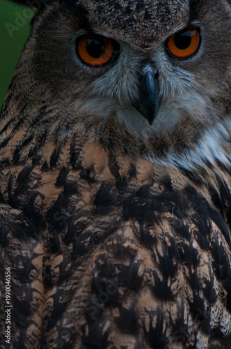 Eurasian Eagle Owl portrait with head turned towards camera at an educational event