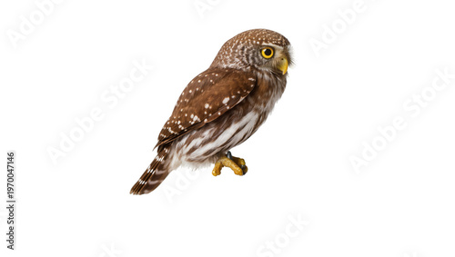 Bild auf Leinwand Small brown speckled owl perched, gazing forward with bright yellow eyes