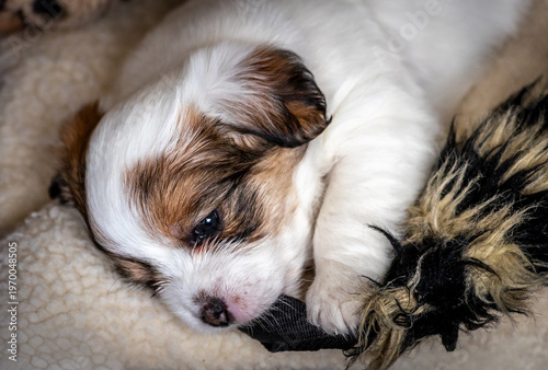 boomer dog white puppy