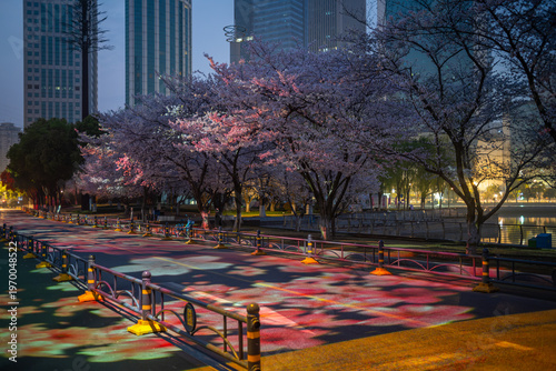 Fotografie Cherry blossoms are in full bloom at Xibei Lake Park in Wuhan, Hubei, China