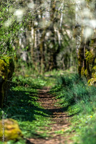 Sentier bucolique à Bellignat, Bugey, Ain