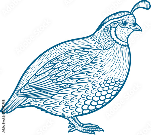 Crested quail standing in profile view vintage engraving art