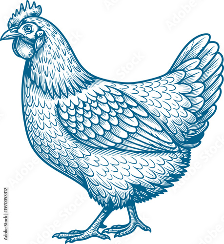 Farm hen chicken standing in profile with detailed feathers