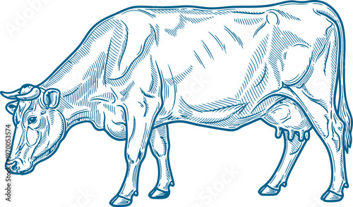 Mature cow grazing in pasture field vintage etching drawing