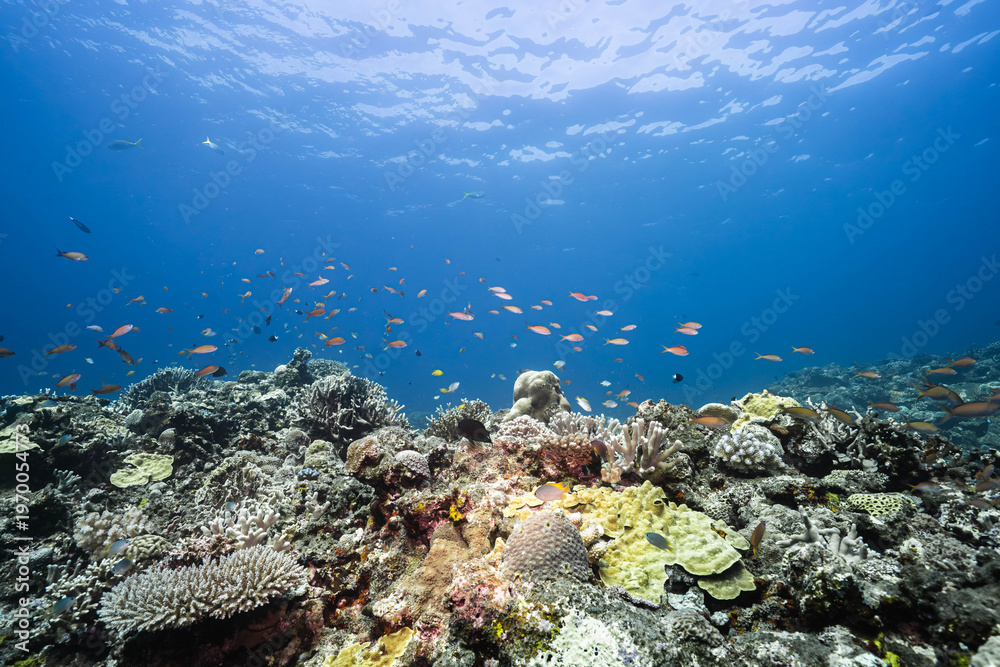Fototapeta premium Natural Coral Reef Habitat Rising Into Open Blue Ocean