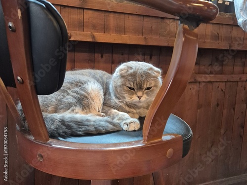 A sleepy lovely cat