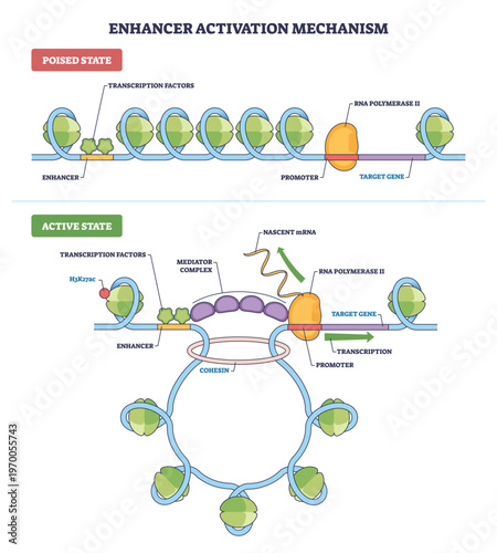 Enhancer activation outline shows poised vs active states, enhancer promoter looping drives RNA polymerase II transcription. Key objects, enhancer, mediator complex, RNA polymerase II. Outline diagram