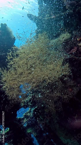Sea life around the famous Liberty ship wreck. Tulamben, Bali, Indonesia. 4k slow motion.	