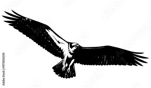 Flying osprey silhouette with wings spread wide isolated on white background bird of prey vector design