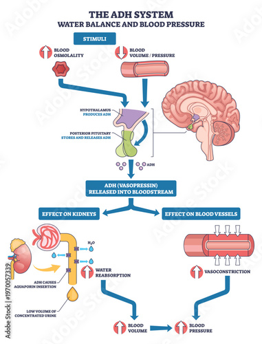 ADH system water balance and blood pressure via hypothalamus pituitary signal, kidneys, and blood vessels, illustrates vasopressin water reabsorption and vasoconstriction. Outline diagram