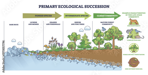 Primary ecological succession shown from bare rock to climax forest, highlighting soil development. Key objects, rocks, lichens, trees. Outline diagram