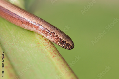 Fotografija Blindworm (Anguis fragilis) in Germany