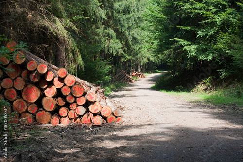 Fotografia Forestry in Vulkaneifel along the trail between Daun and Manderscheid (Germany)