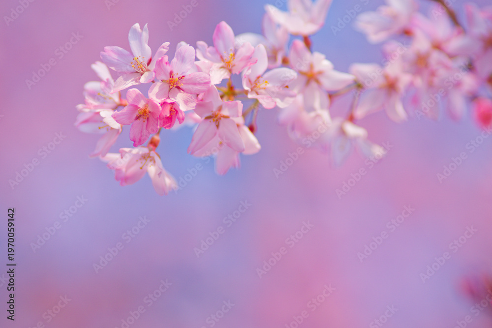 Obraz premium Pink Weeping Cherry Blossoms Standing Out Against a Clear Blue Sky with Ample Copy Space in Spring, Japan