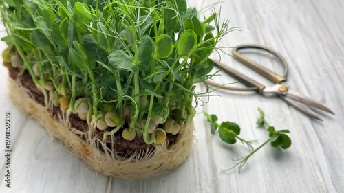 Fresh pea shoots microgreens harvesting with scissors