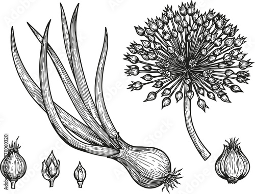 Botanical illustration of onion plant with bulb, sprouting leaves, flower head and seeds detailed sketch