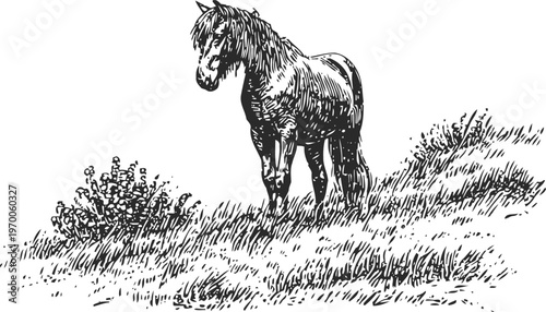 Black and white horse standing on grassy hill near bushes in vintage ink drawing
