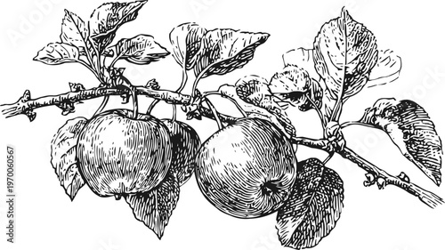apple branch with ripe apples and leaves vintage botanical illustration black and white