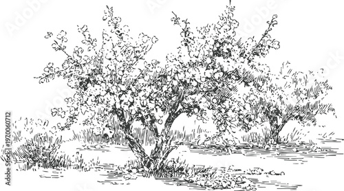 hand drawn illustration of bushes and shrubs in natural garden landscape with detailed leaves and branches