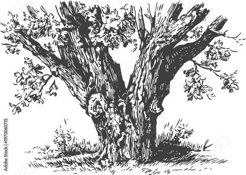 Old tree trunk with branches and leaves hand drawn mature tree with textured bark and leafy foliage