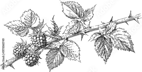 Detailed black and white drawing of a blackberry branch with ripe fruits and leaves