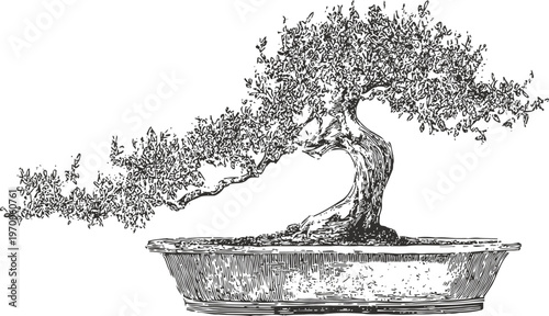 Bonsai tree with flowing branches in shallow rectangular pot, hand drawn botanical illustration